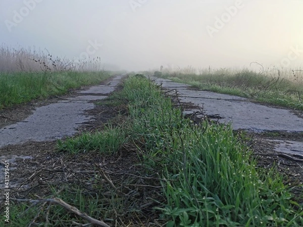 Obraz path through the field