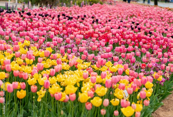 Fototapeta 넓은 꽃밭에 펼쳐진 다양한 색의 튤립