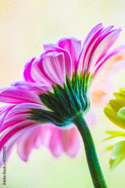 Obraz Macro photo of gerbera flower with water drop. floral background with pink gerbera.
