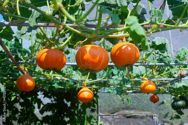 Obraz Fresh pumpkins hanging on the tree on a sunny day.