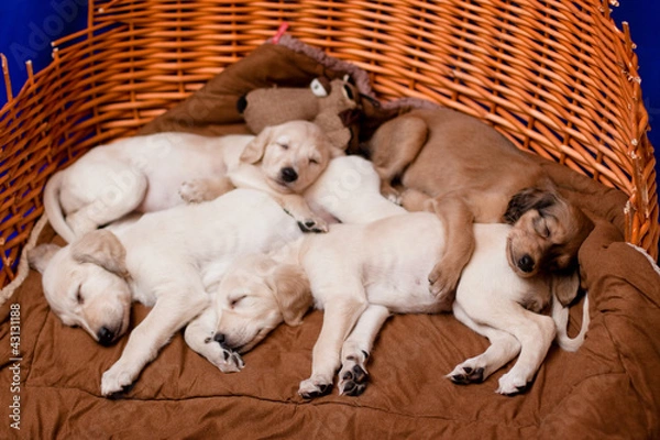 Obraz Saluki pups