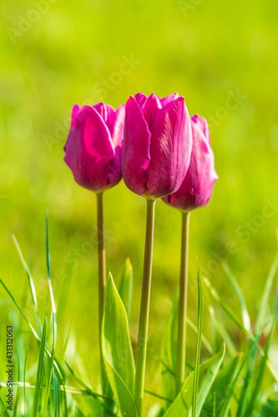 Obraz Pinke Tulpen