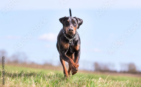 Fototapeta portrait of a beautiful purebred dog