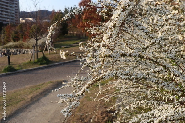 Fototapeta ユキヤナギ　花　
