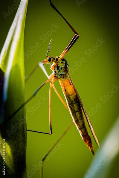 Fototapeta Konik polny