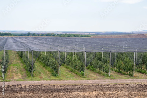 Obraz Flat net anti-hail covering sustem.