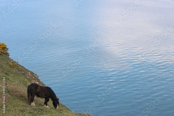 Obraz A photograph of a lone wild horse grazing precariously on a cliff above an ocean backdrop at Rhossili Bay, on the Gower peninsula, Wales, UK