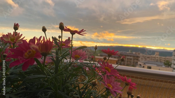 Obraz flower and sunset