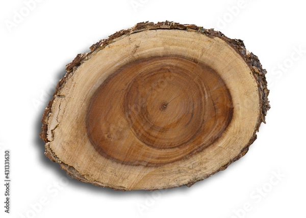 Fototapeta Stump wooden texture surface of the face, where the insect, pierces, causes death. isolated on white background. This has clipping path.  