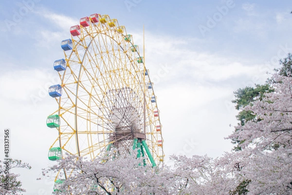 Obraz 青空と観覧車と桜