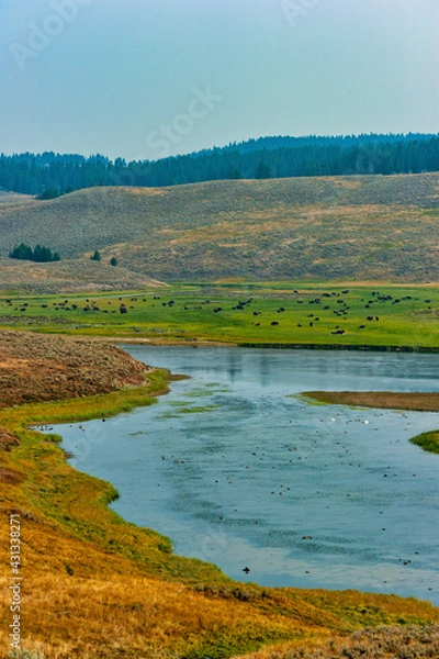 Obraz American bison grazing in a meadow near the Lamar River in Yellowstone