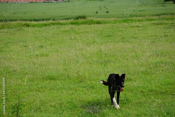 Obraz cow and dog lıvıng th lıfe