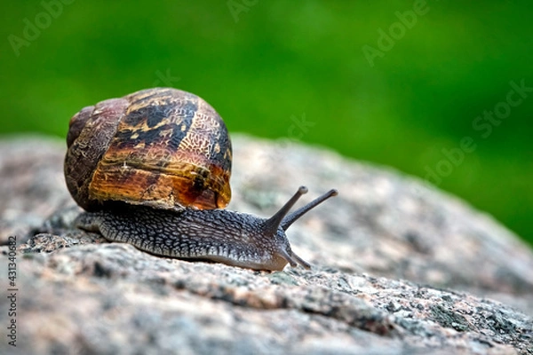 Obraz Gefleckte Weinbergschnecke ( Cornu aspersum , Helix aspersa , Cryptomphalus aspersus oder Cantareus aspersus ).