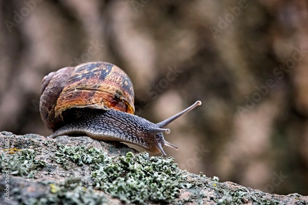 Obraz Gefleckte Weinbergschnecke ( Cornu aspersum , Helix aspersa , Cryptomphalus aspersus oder Cantareus aspersus ).