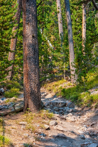 Fototapeta Hiking trail through pine forest in Yellowstone