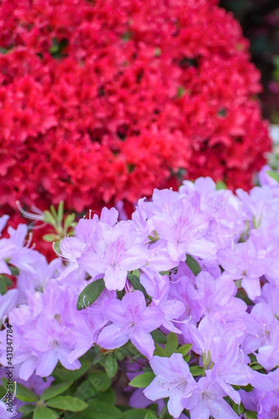 Obraz つつじの花