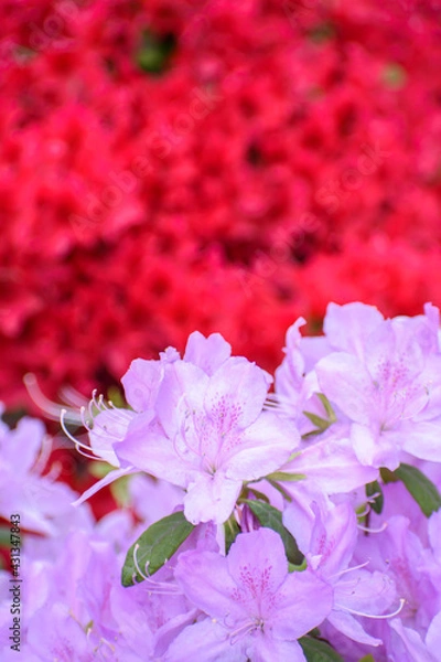 Obraz つつじの花