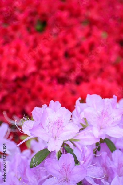 Obraz つつじの花