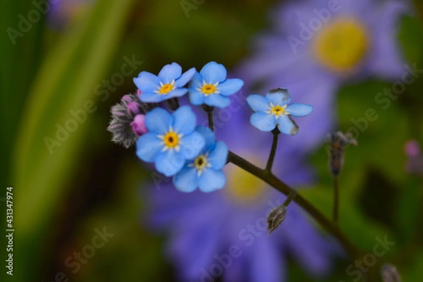Obraz blue and yellow flowers