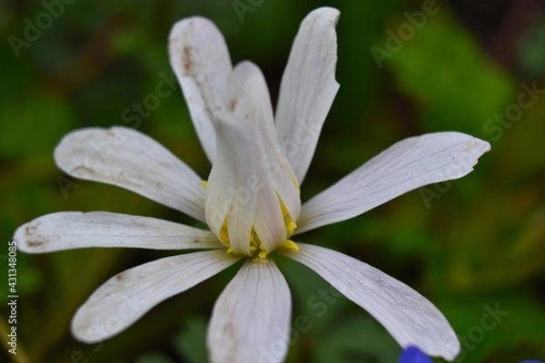 Obraz close up of a white flower