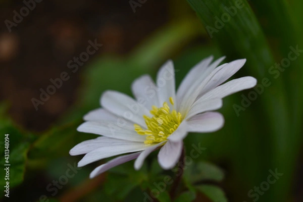 Fototapeta white daisy flower
