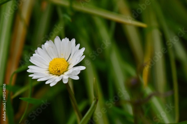 Obraz white daisy flower