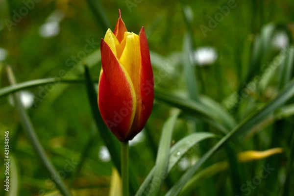 Obraz red tulip flower