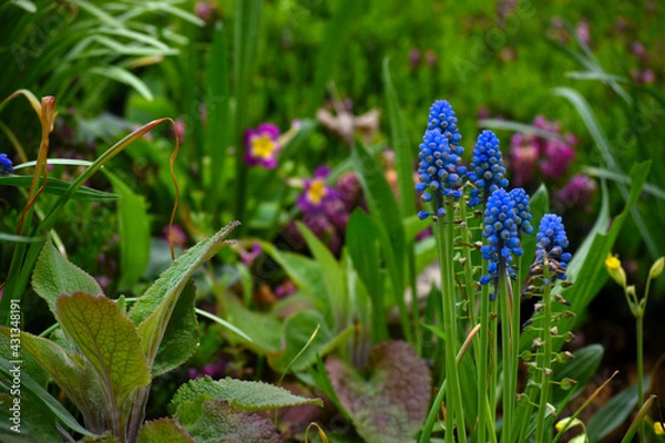 Obraz flowers in the garden