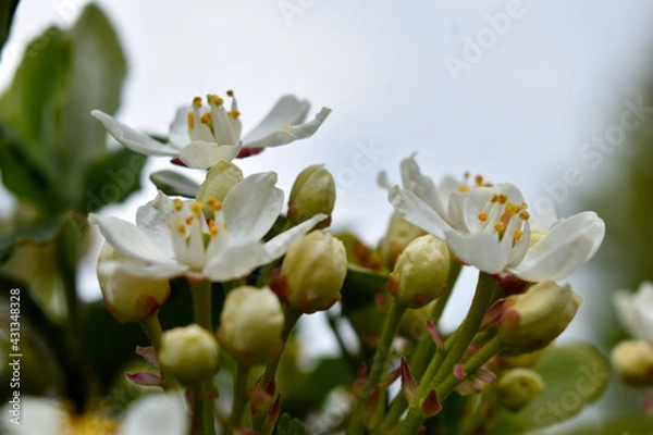 Obraz white flowers