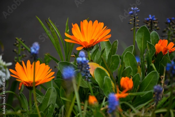 Obraz flowers in the grass