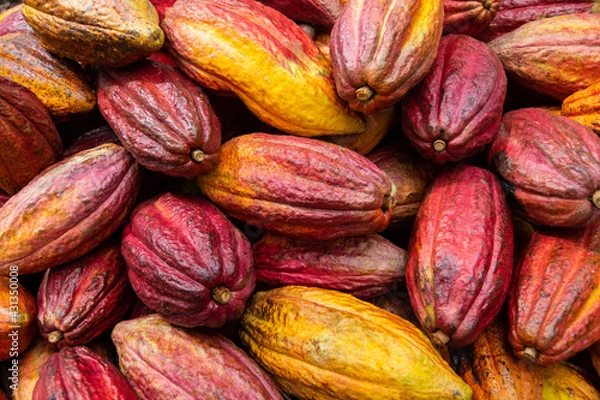 Obraz Mazorca de cacao, chocolate 