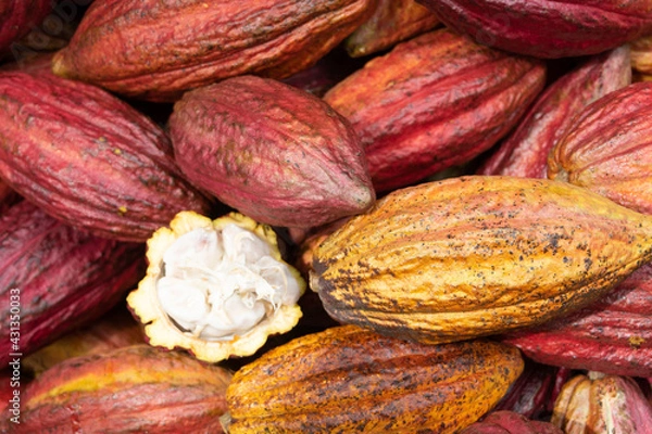 Obraz Mazorca de cacao, chocolate 