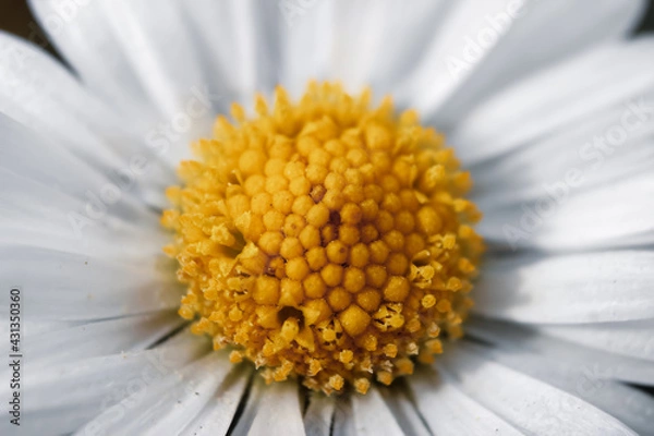 Fototapeta Żółte serce stokrotki.