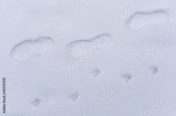 Fototapeta 눈 위에 사람과 개의 발자국이 있다.