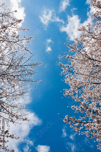 Fototapeta cherry blossoms