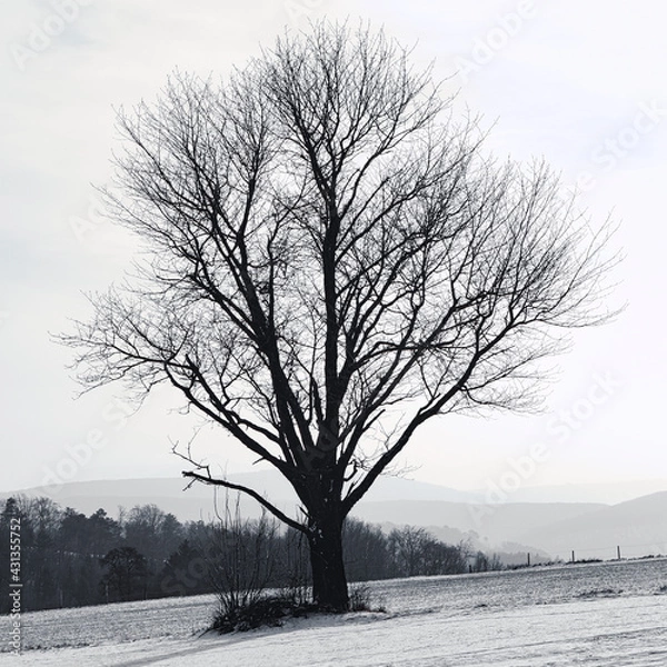 Fototapeta single tree in the snow