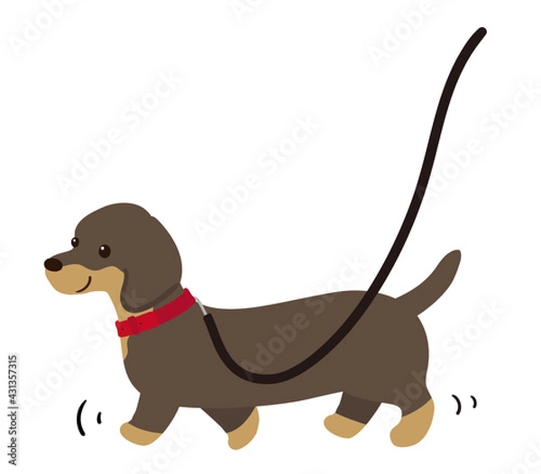 Fototapeta 散歩をする犬　ダックスフンド