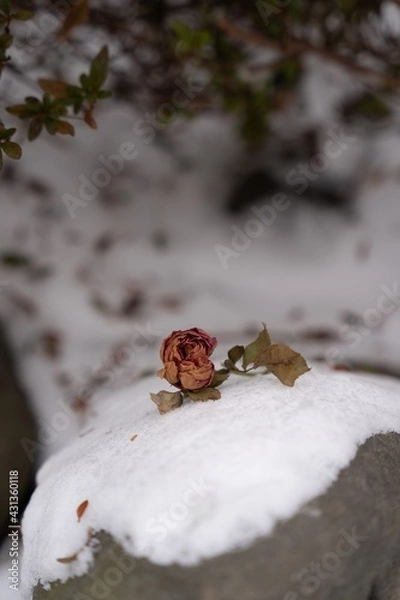 Fototapeta 겨울, 눈 위에 떨어진 꽃