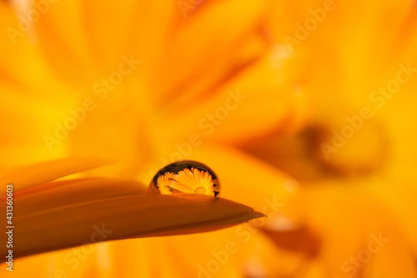 Obraz one waterdrop on orange petal of a calendula