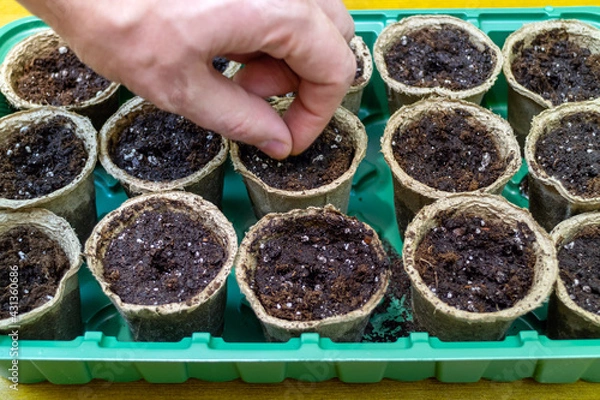 Obraz Planting seeds agriculture in seedling cups