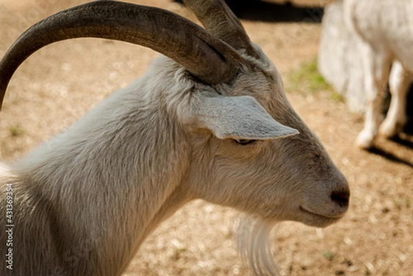 Obraz goat