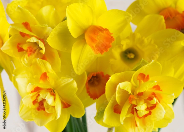 Fototapeta Beautiful yellow daffodil close-up, macro