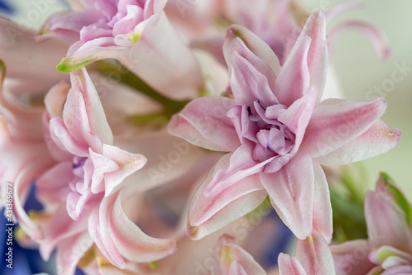 Fototapeta Hyacinth pink close-up, macro