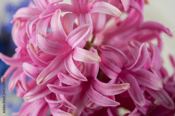 Obraz Hyacinth pink close-up, macro