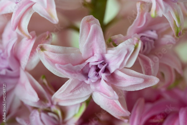 Fototapeta Hyacinth pink close-up, macro