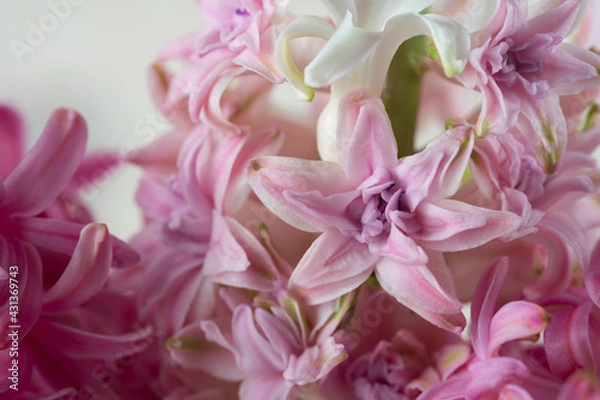 Fototapeta Hyacinth pink close-up, macro