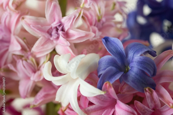 Fototapeta Hyacinth pink, white and blue close-up, macro
