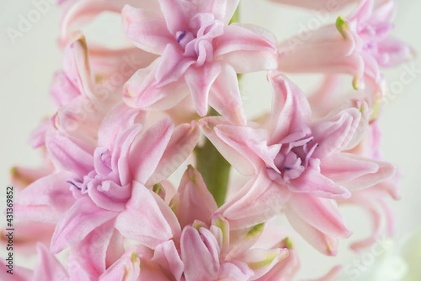 Obraz Hyacinth pink close-up, macro
