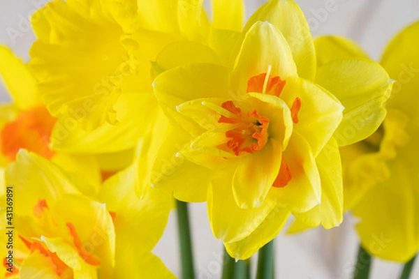 Fototapeta Beautiful yellow daffodil with an orange middle