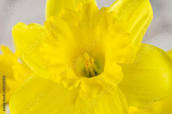 Obraz Beautiful yellow daffodil close-up, macro